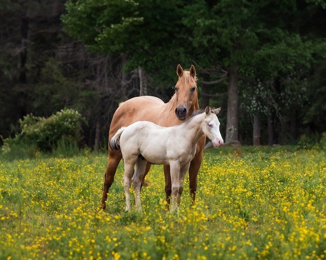 Horses