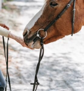 Horse riding tips, riding school, equestrian