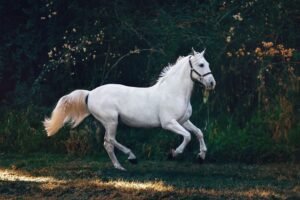 Horse, riding, canter, learn, equestrian