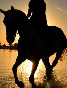 Learn to walk a horse, horse rising, equestrian basics